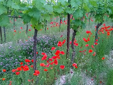 Eight Day Food And Wine Tours | Toscana e Gusto - Guided Tours around Cortona