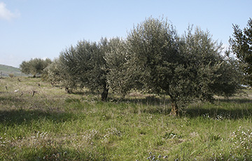 Escursioni intorno a Cortona per scoprire i cibi e il vino | Toscana e Gusto – Tour Guidati in Val di Chiana